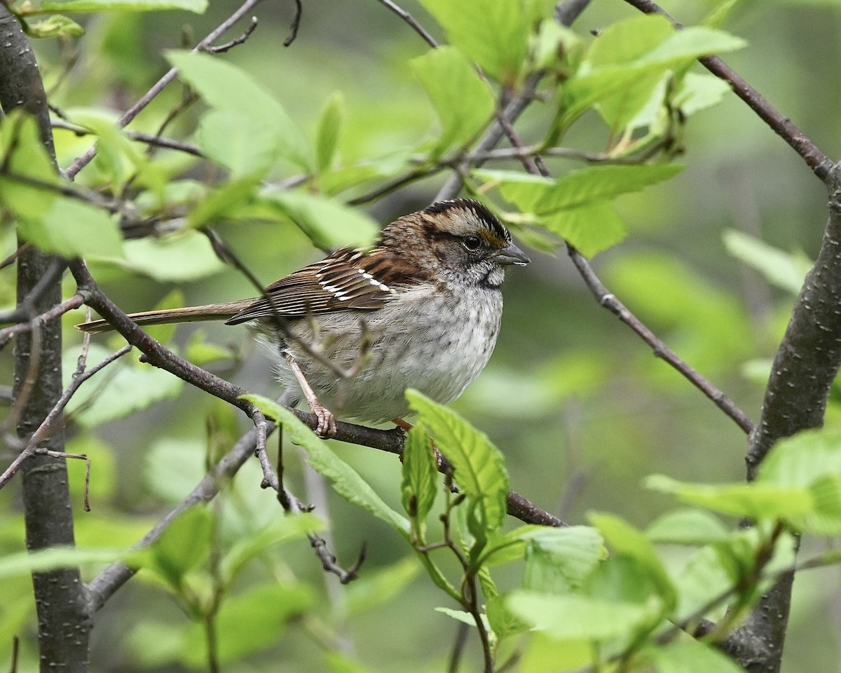 White-throated Sparrow - ML619576260