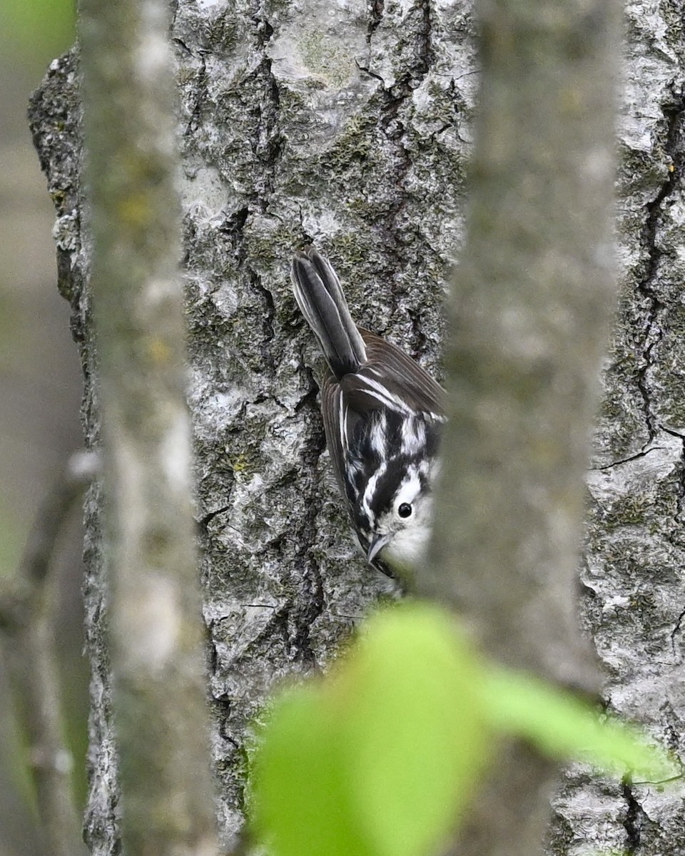 Black-and-white Warbler - ML619576279