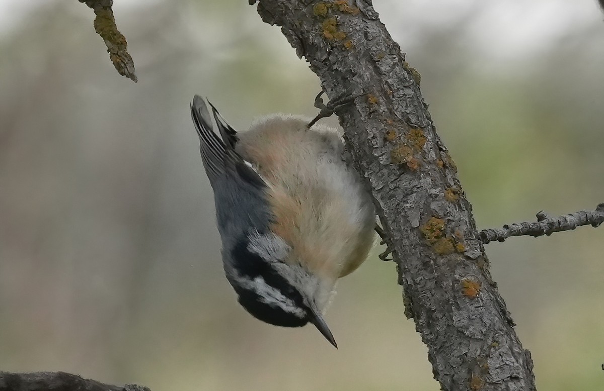 Red-breasted Nuthatch - ML619576283