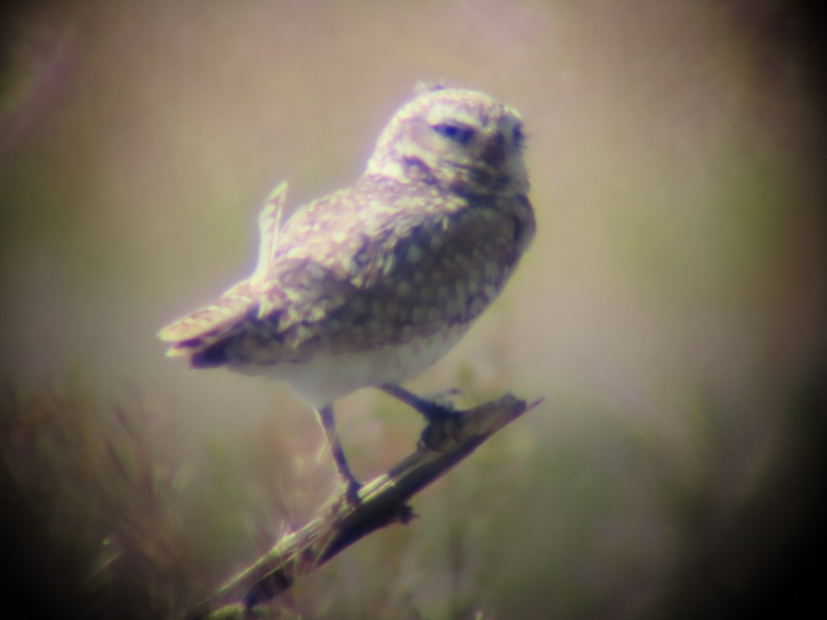 Burrowing Owl - ML619576357