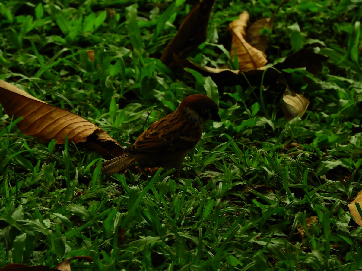 Eurasian Tree Sparrow - ML619576377