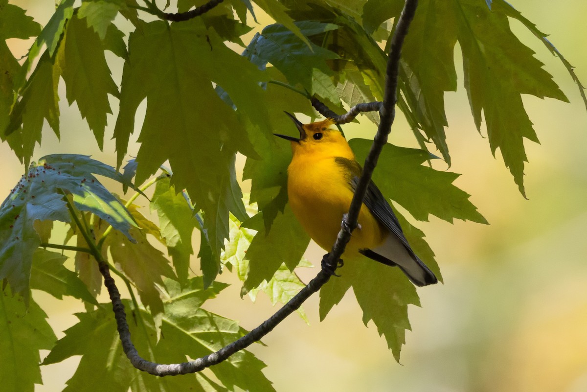 Prothonotary Warbler - ML619576391