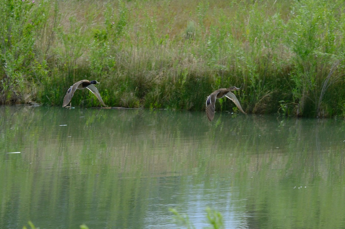 eBird Checklist 25 May 2024 Jordan River ParkwayFife Wetlands