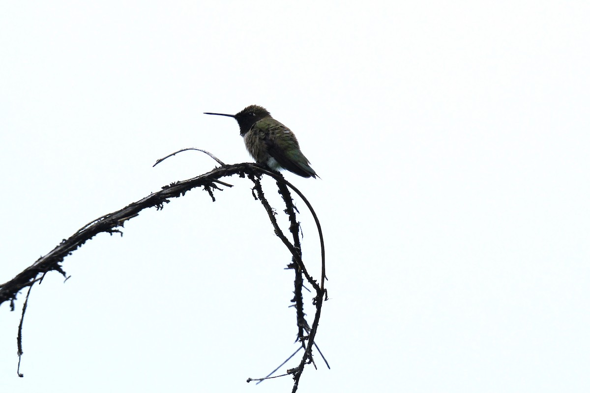 Black-chinned Hummingbird - ML619576473