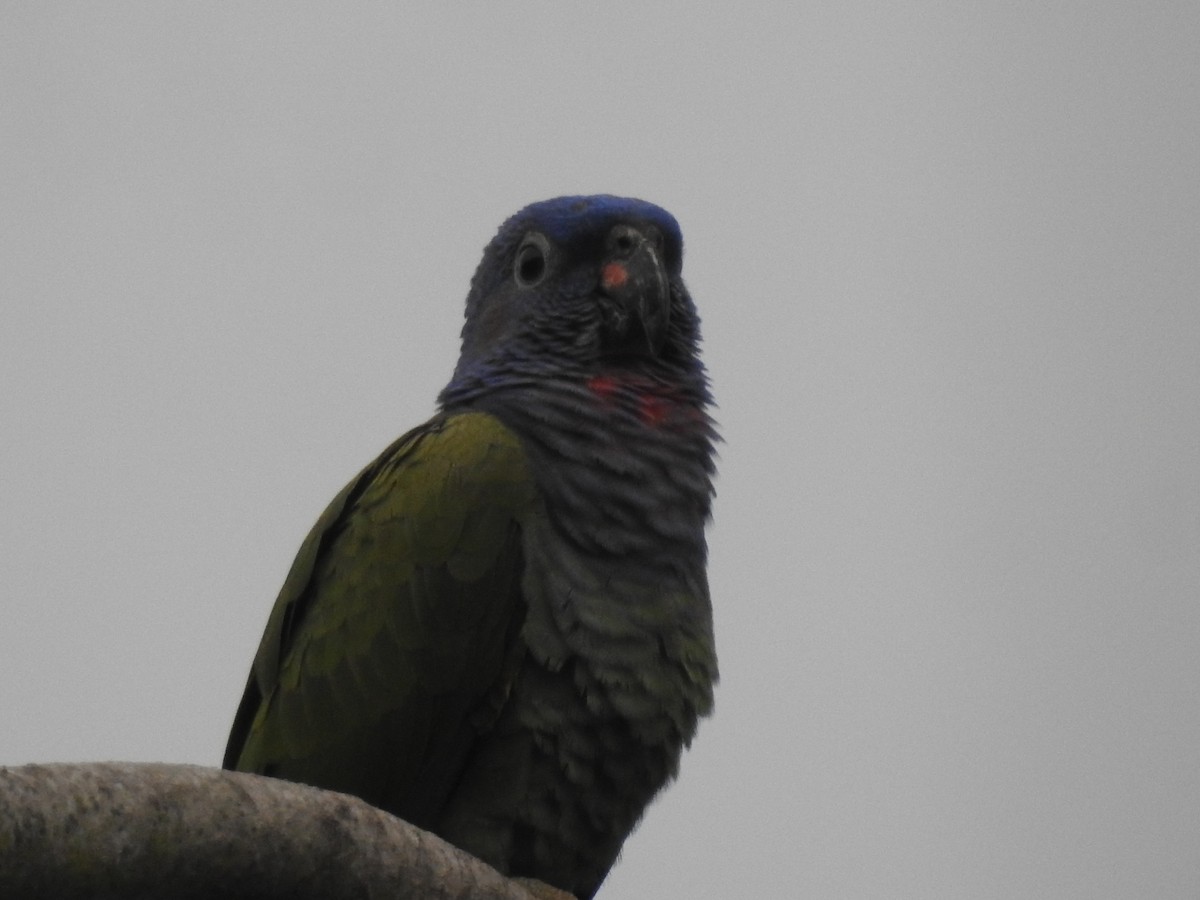 Blue-headed Parrot - ML619576475