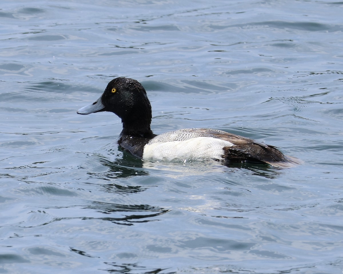 Greater Scaup - ML619576502
