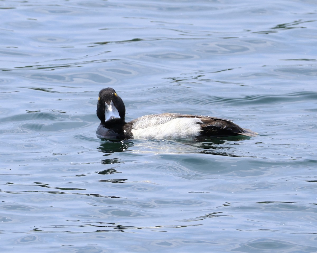 Greater Scaup - ML619576503