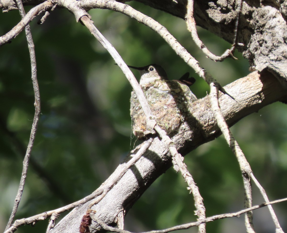Broad-tailed Hummingbird - ML619576511