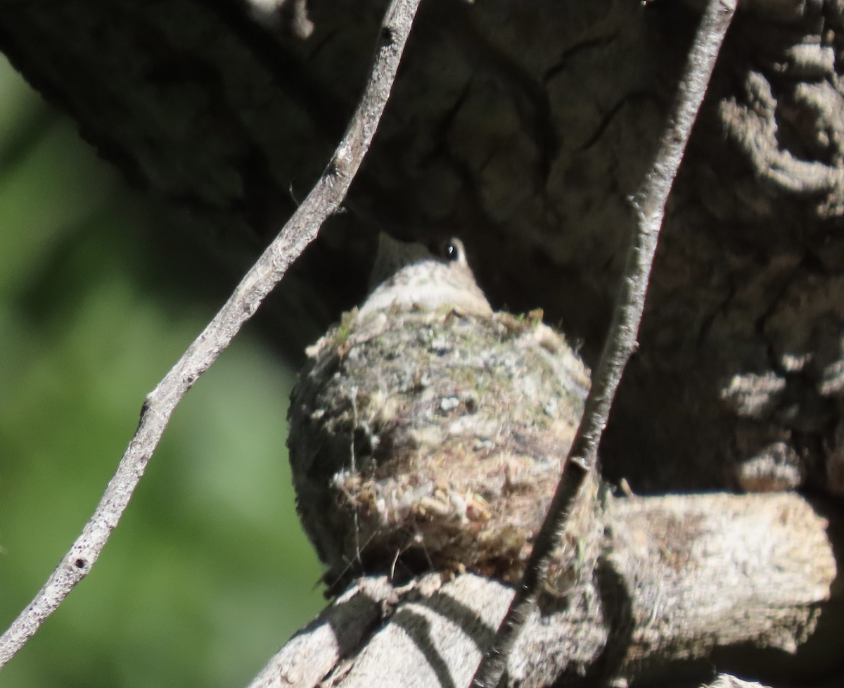 Broad-tailed Hummingbird - ML619576515