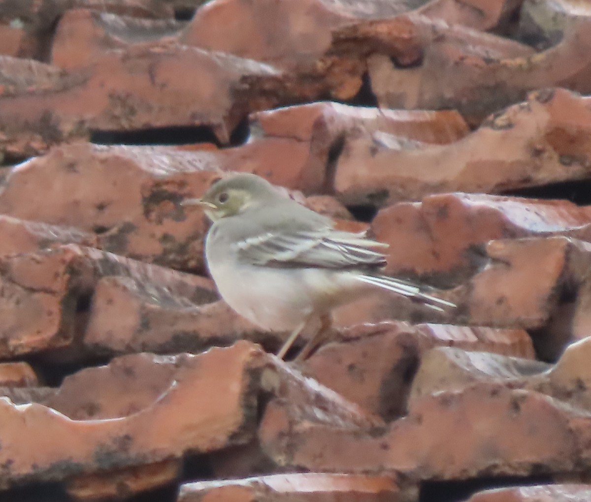 White Wagtail (White-faced) - ML619576562