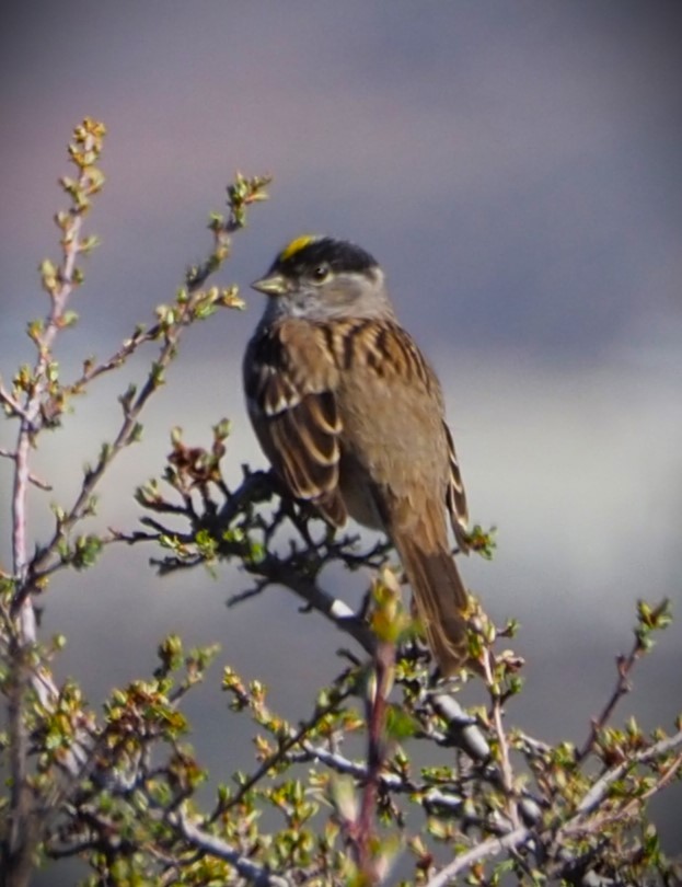 Golden-crowned Sparrow - ML619576575