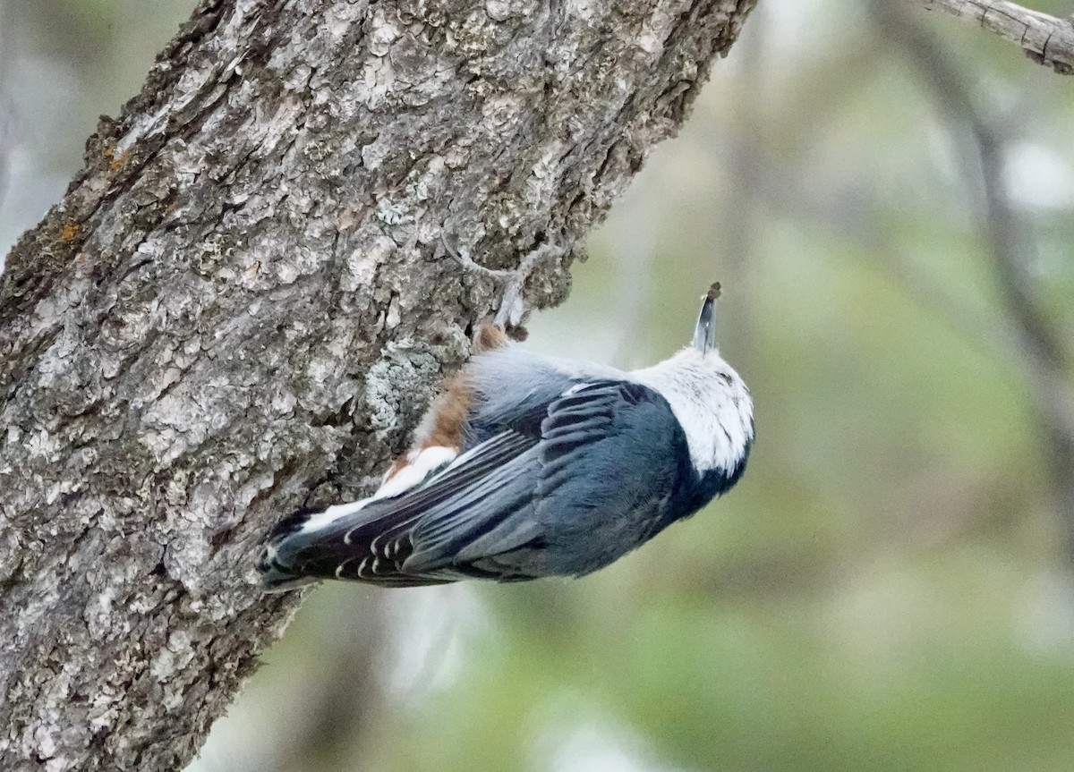 Red-breasted Nuthatch - ML619576595