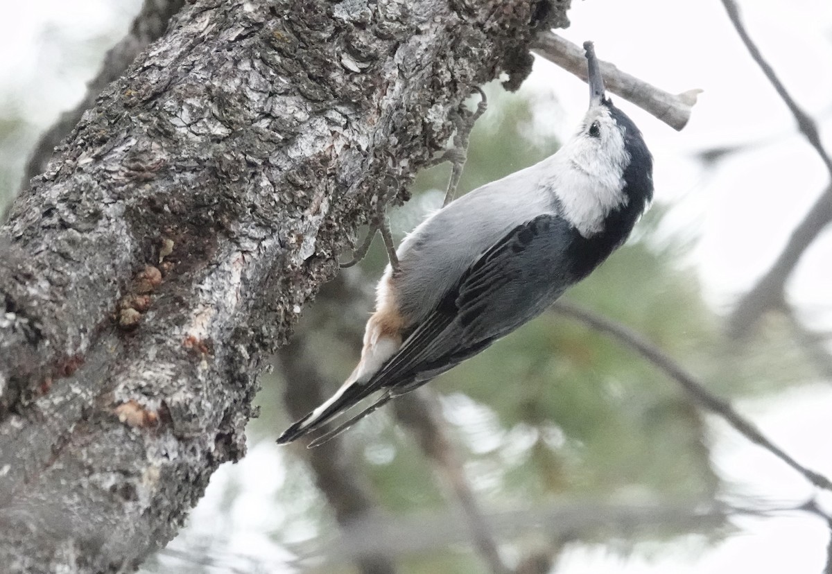 Red-breasted Nuthatch - ML619576596