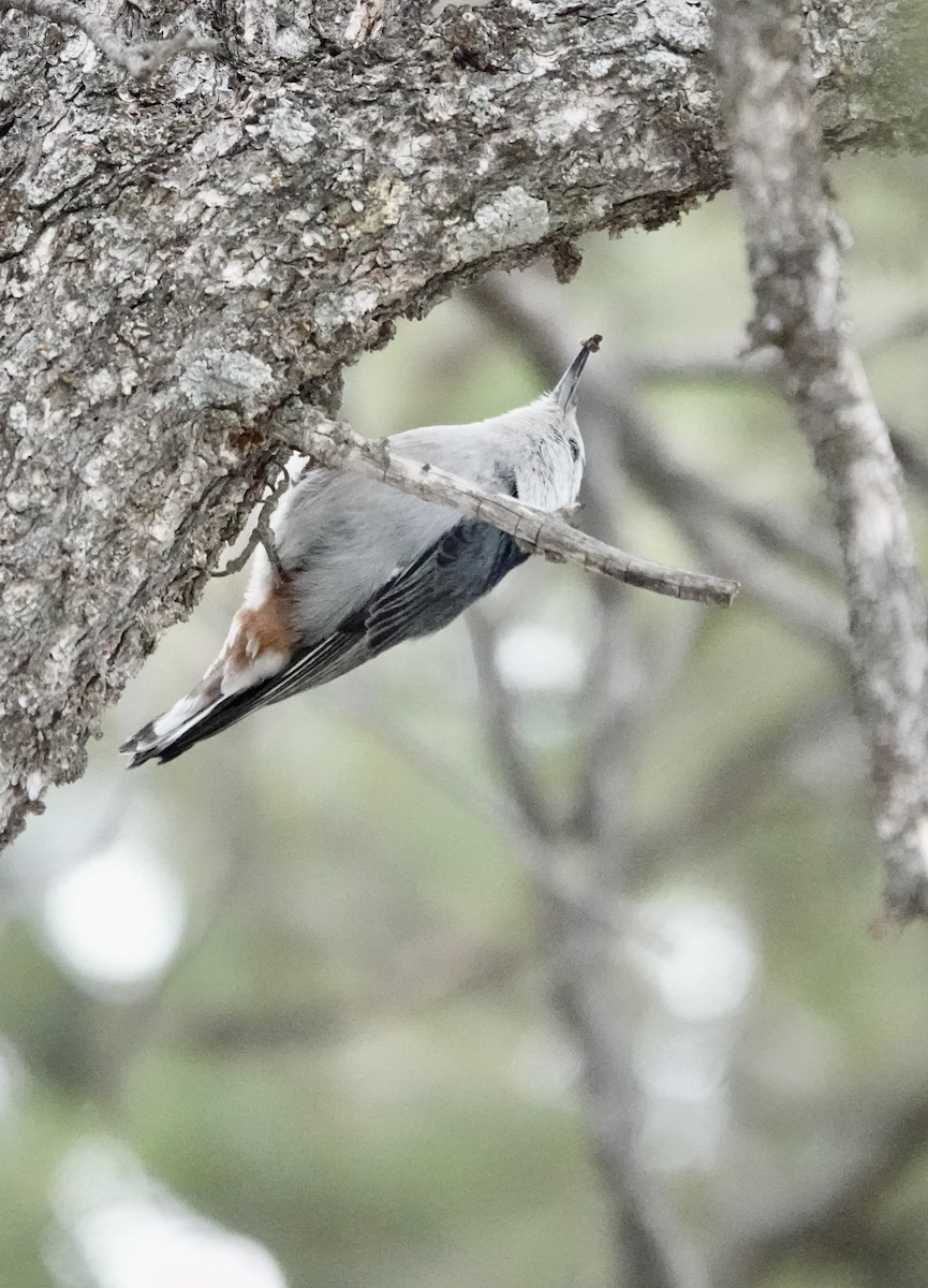 Red-breasted Nuthatch - ML619576597