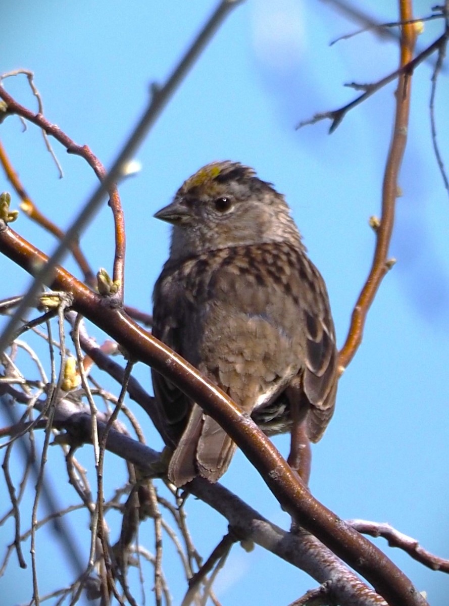 Golden-crowned Sparrow - ML619576602