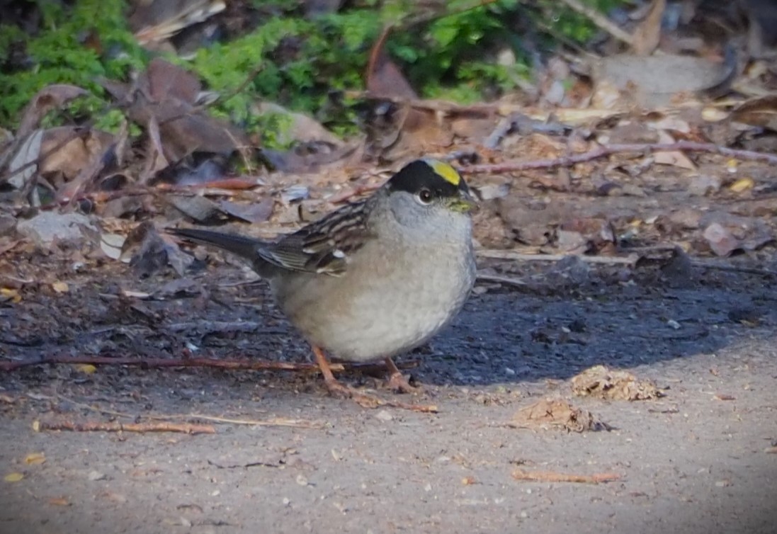 Golden-crowned Sparrow - ML619576622