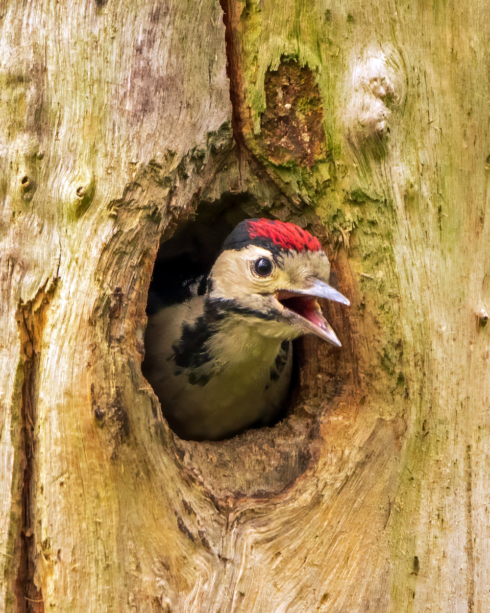 Great Spotted Woodpecker - ML619576664