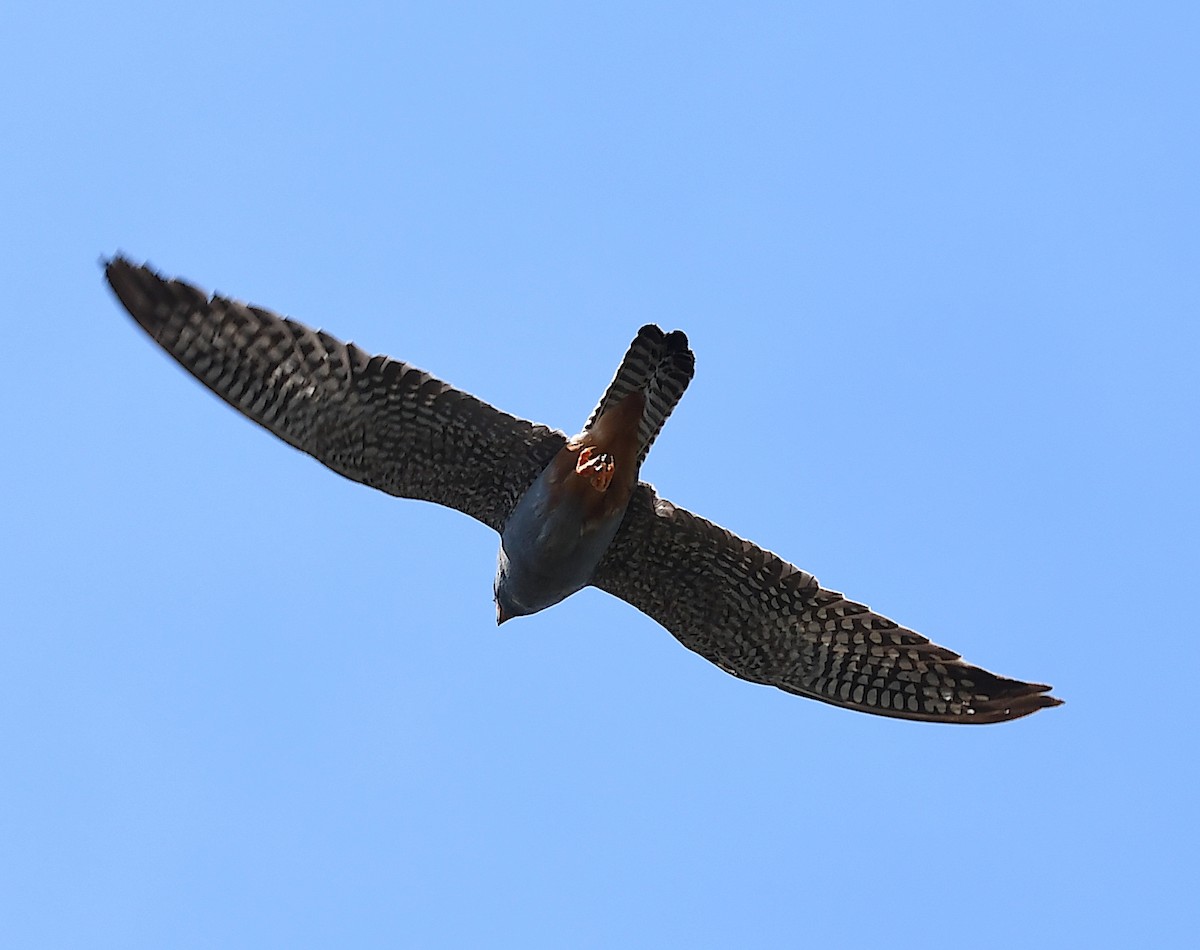 Red-footed Falcon - ML619576682
