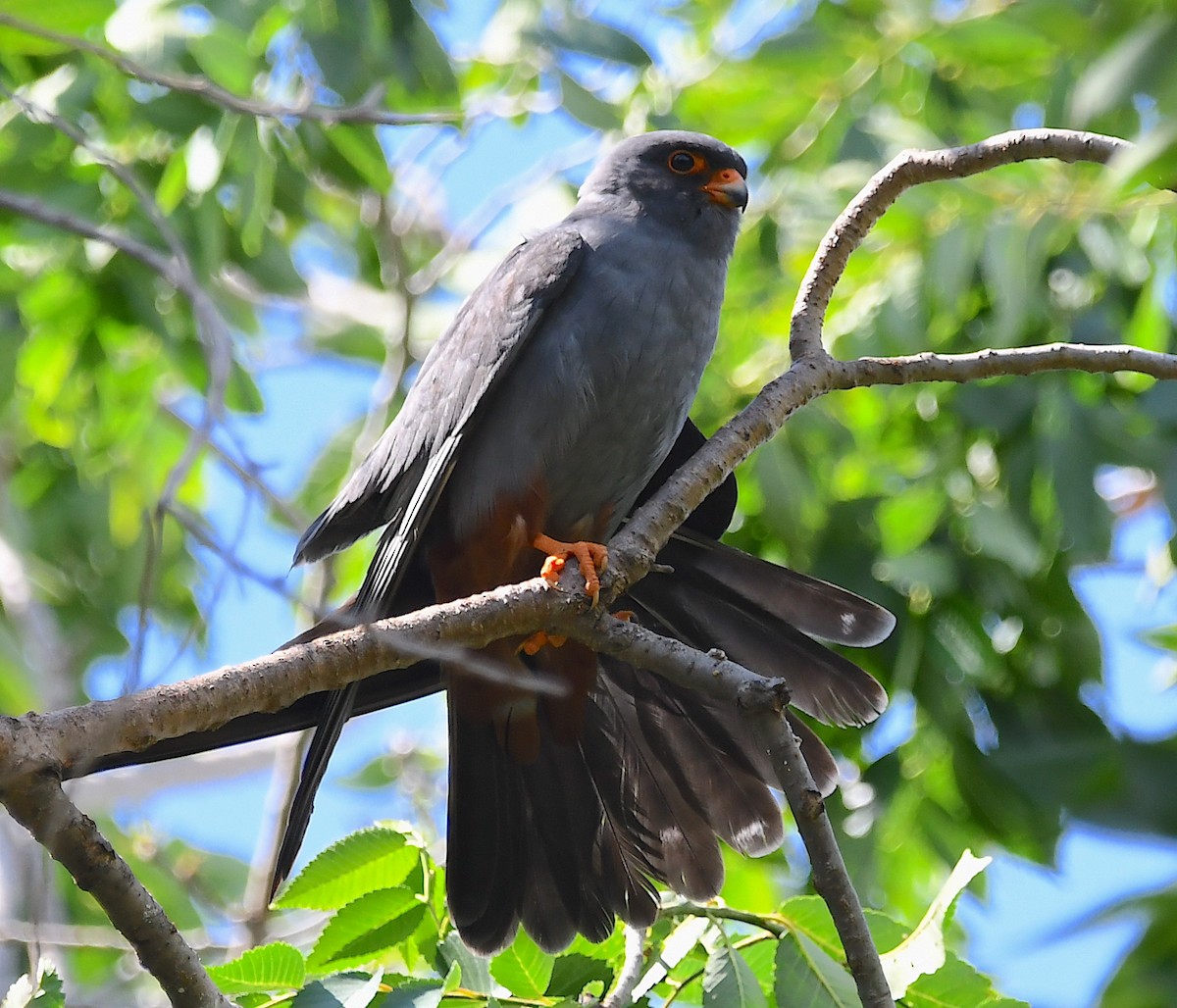Red-footed Falcon - ML619576683