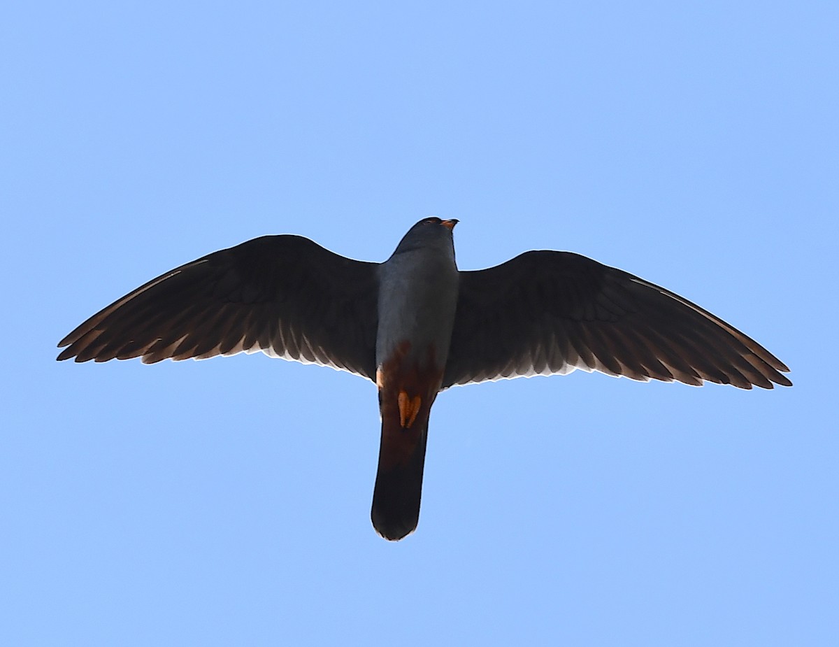 Red-footed Falcon - ML619576685