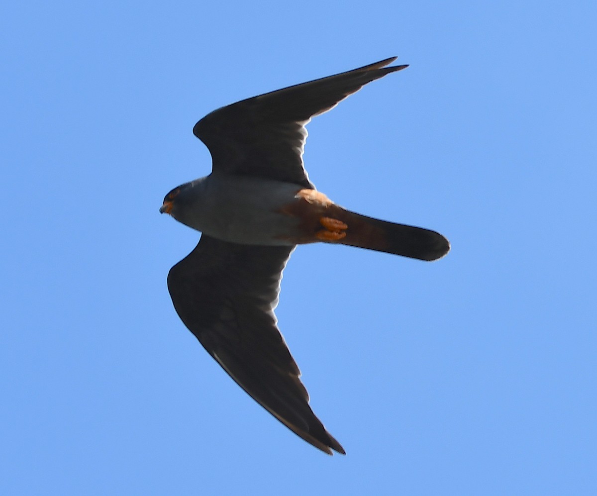 Red-footed Falcon - ML619576686