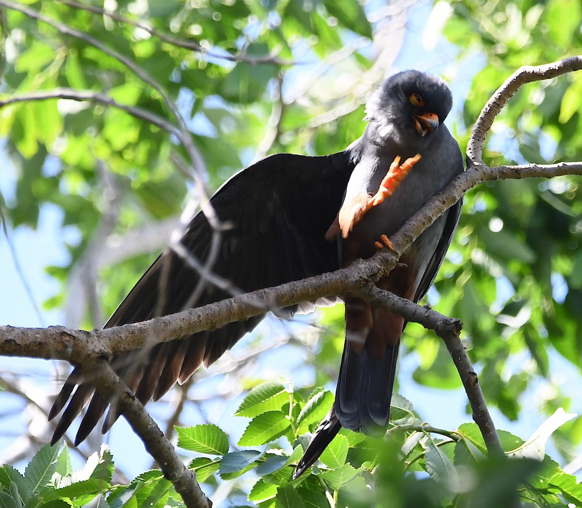 Red-footed Falcon - ML619576687