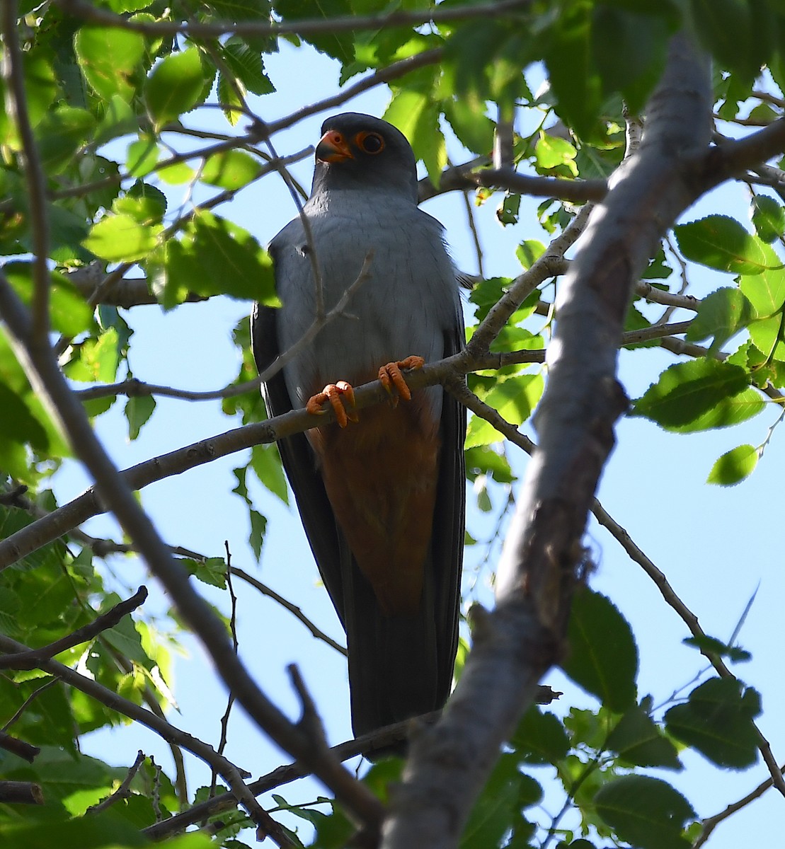 Red-footed Falcon - ML619576690