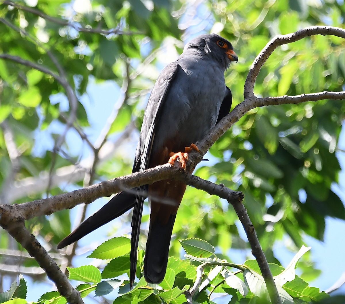 Red-footed Falcon - ML619576691