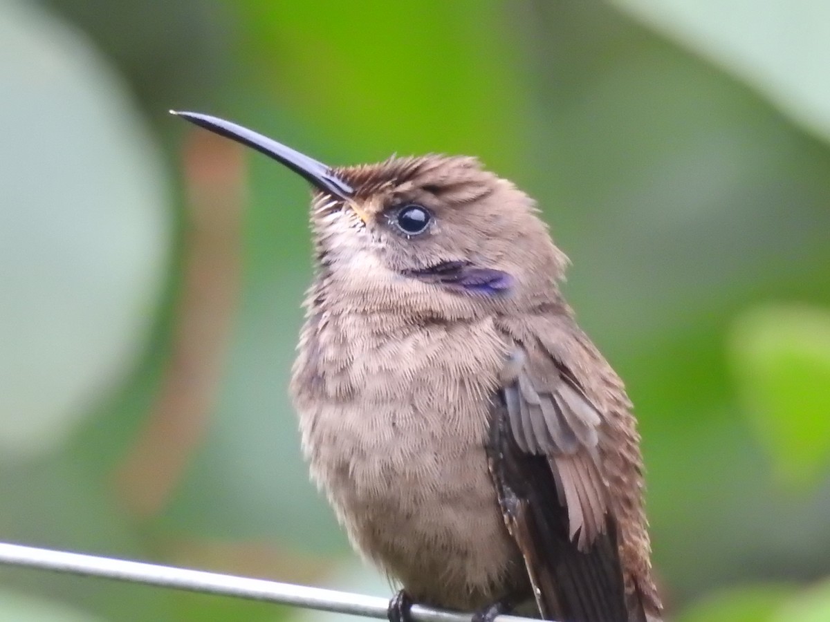 kolibřík fialovouchý - ML619576695
