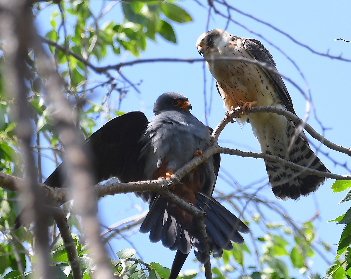 Red-footed Falcon - ML619576696