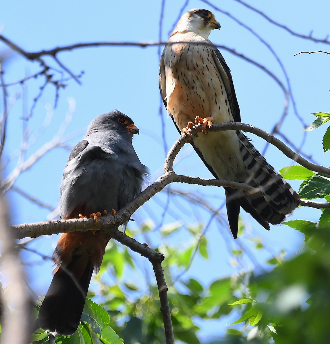 Red-footed Falcon - ML619576697