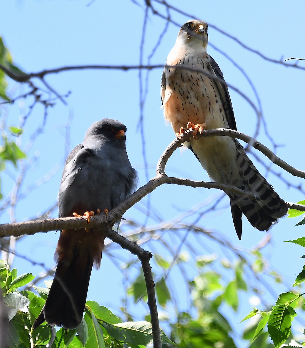 Red-footed Falcon - ML619576699