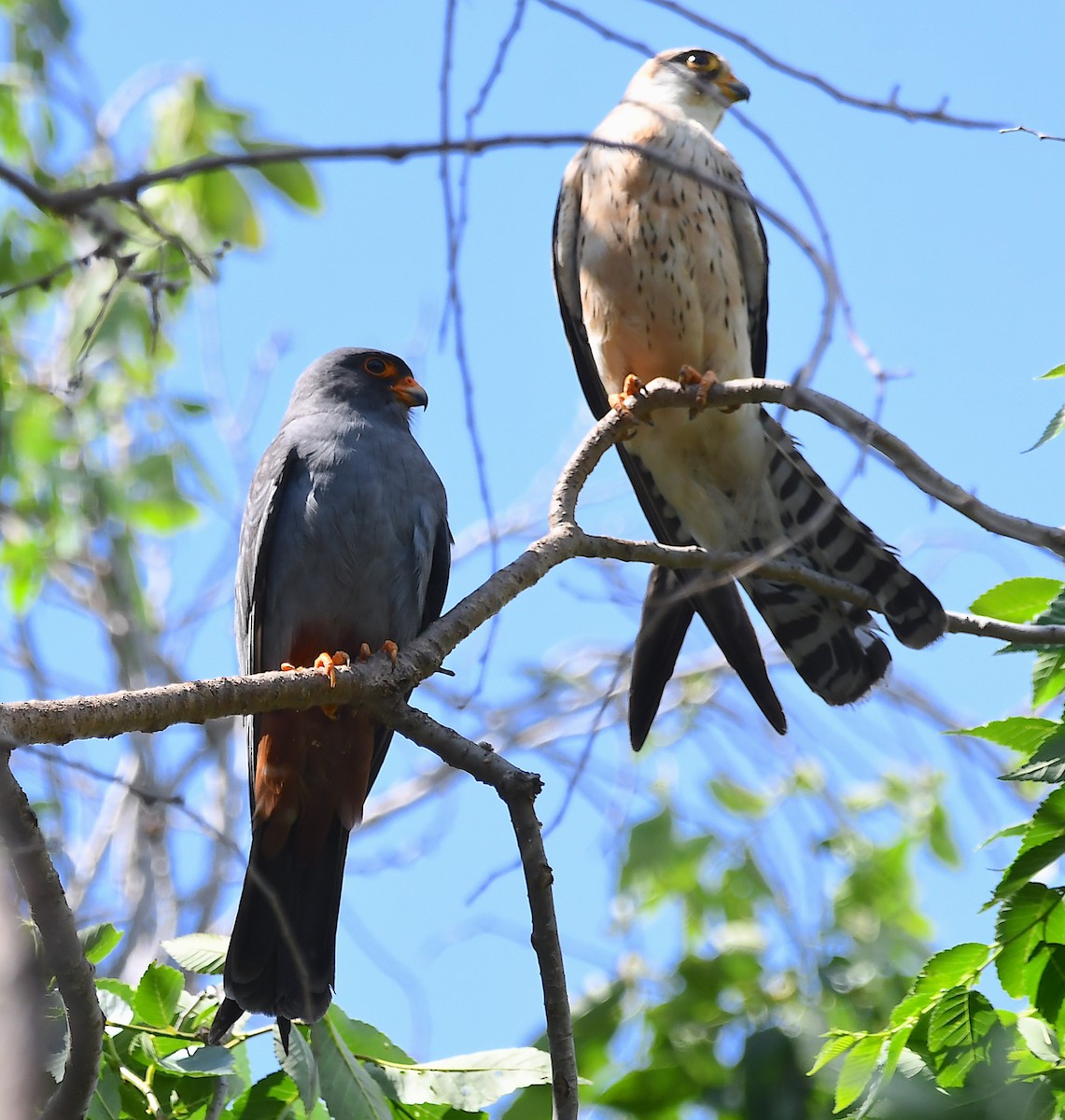 Red-footed Falcon - ML619576700