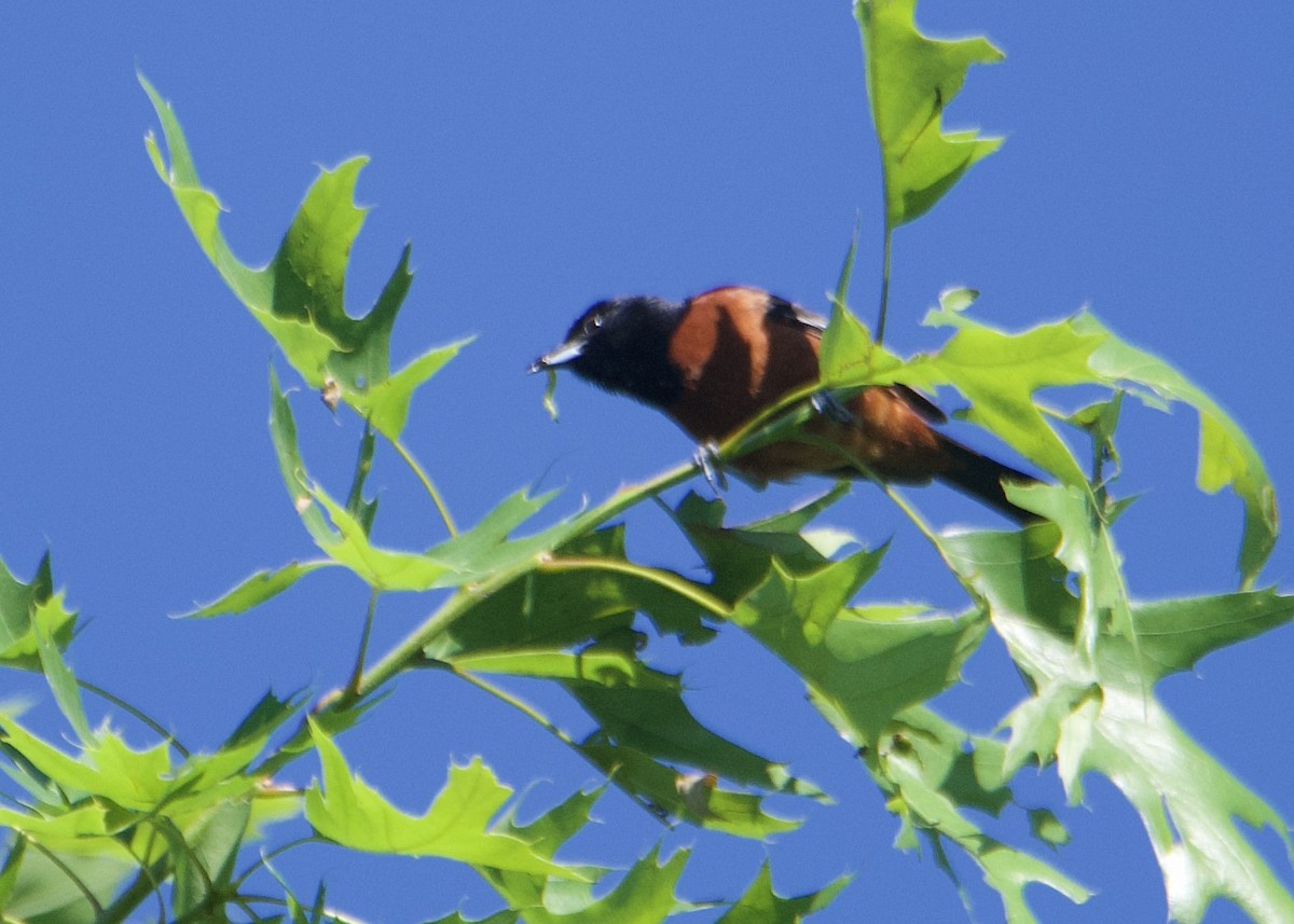 Orchard Oriole - ML619576805