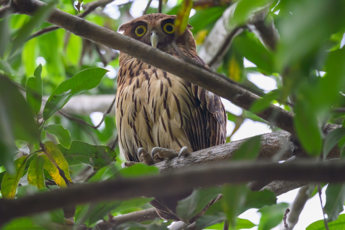 Philippine Eagle-Owl - ML619576828