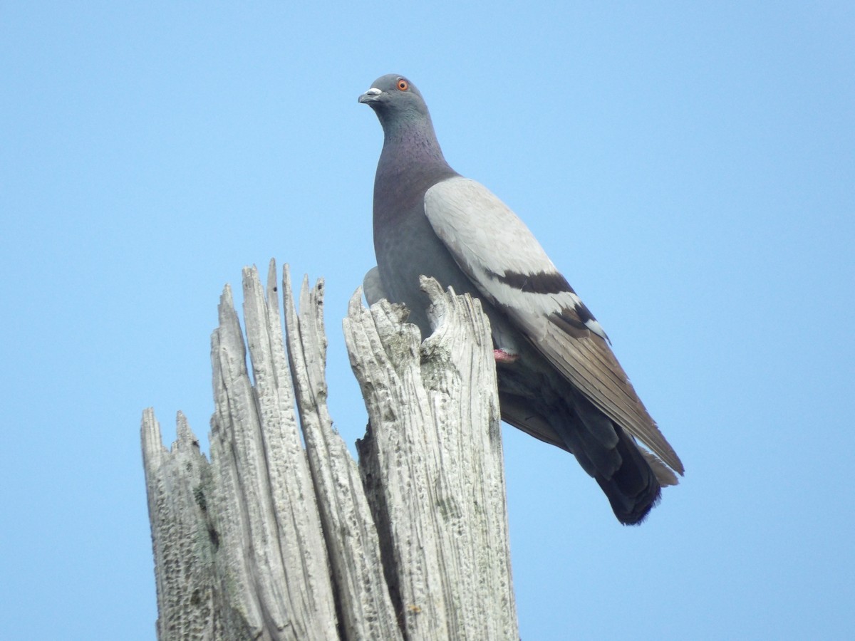 Rock Pigeon (Feral Pigeon) - ML619576835