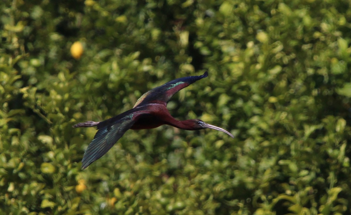 ibis hnědý - ML619576852