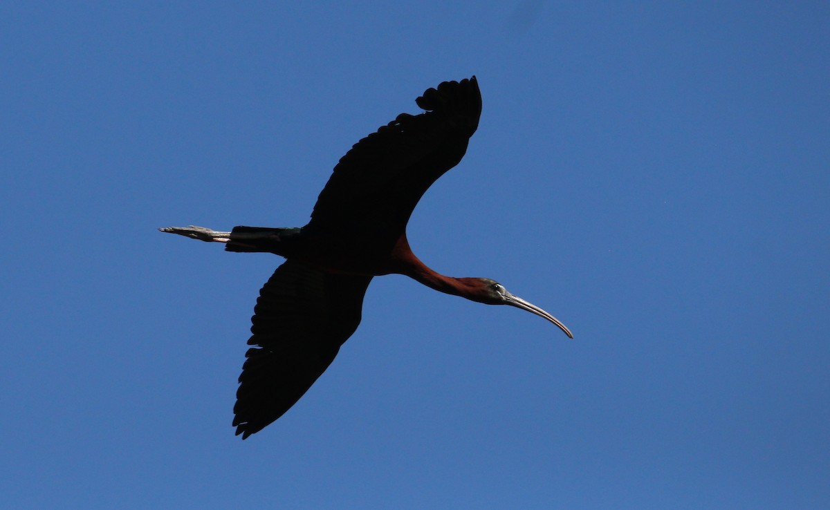 ibis hnědý - ML619576853