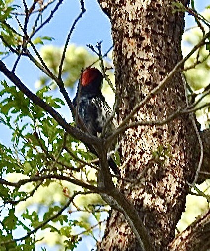 Acorn Woodpecker - ML619576923
