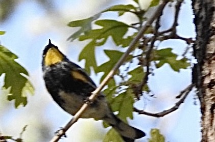 Yellow-rumped Warbler (Audubon's) - ML619576961