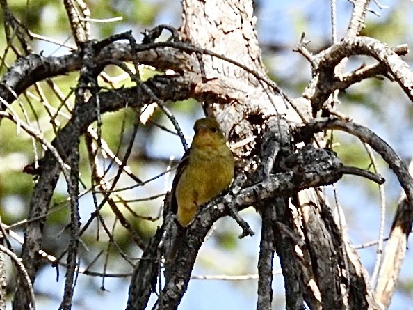 Western Tanager - ML619576977