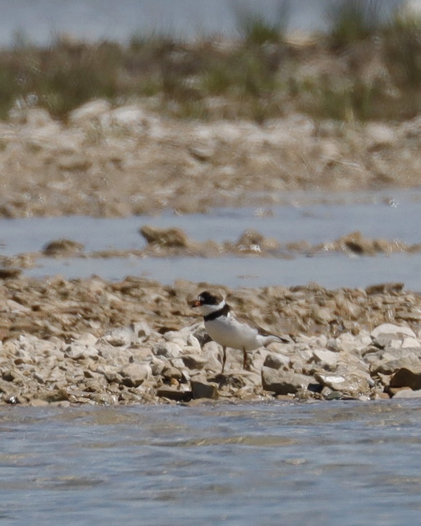 Semipalmated Plover - ML619576995