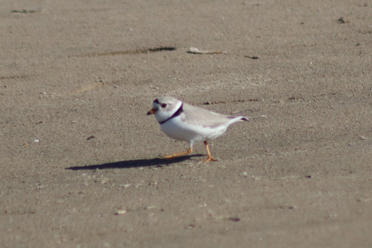 Piping Plover - ML619577024