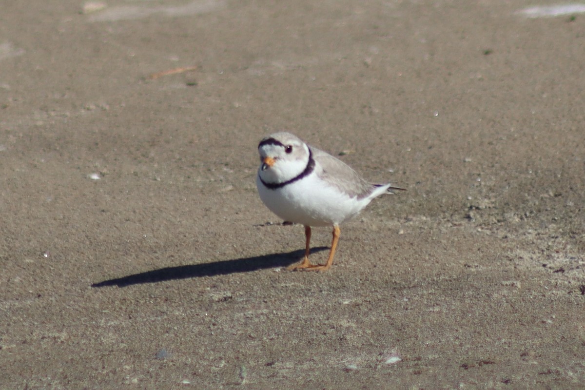 Piping Plover - ML619577025