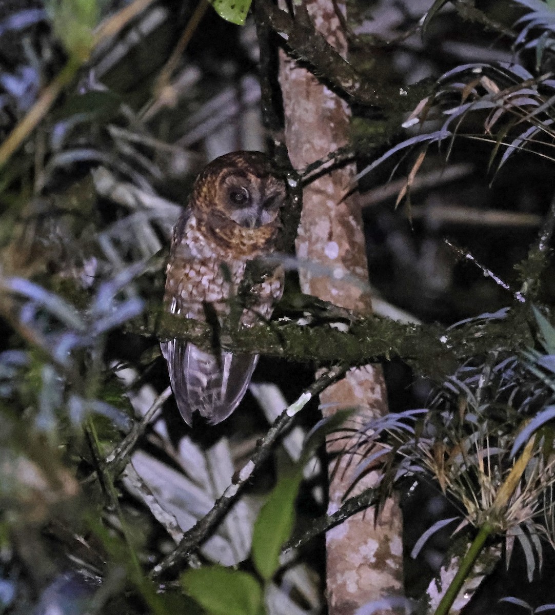 Rufous-banded Owl - ML619577027