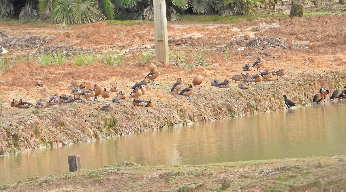 Fulvous Whistling-Duck - ML619577063