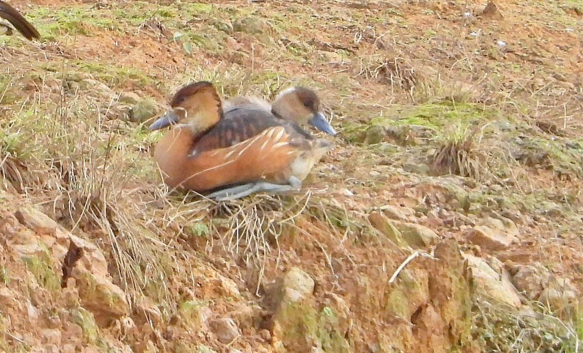 Fulvous Whistling-Duck - ML619577075