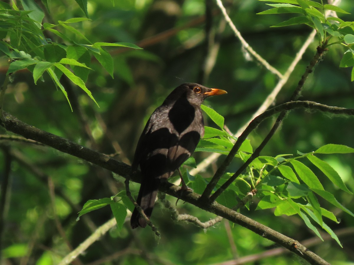 Eurasian Blackbird - ML619577091