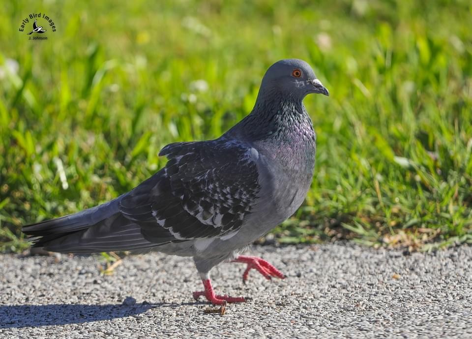 Rock Pigeon (Feral Pigeon) - ML619577234