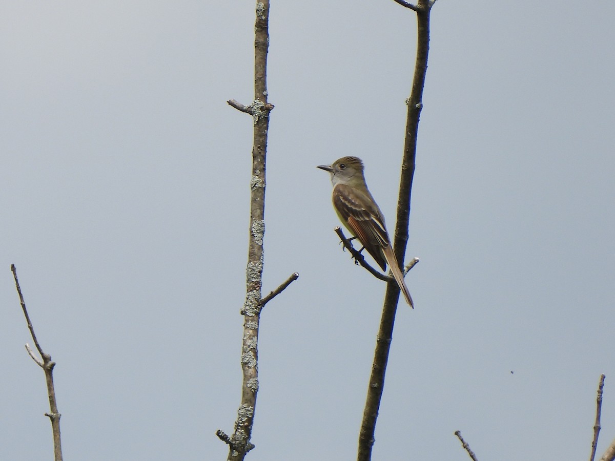 Great Crested Flycatcher - ML619577266